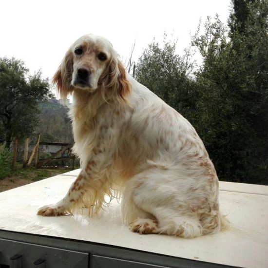Giada