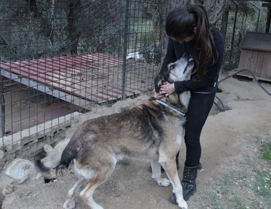 Golia