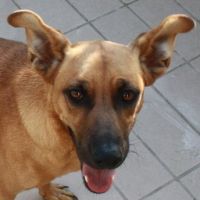 Jolanda