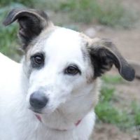 Jolie