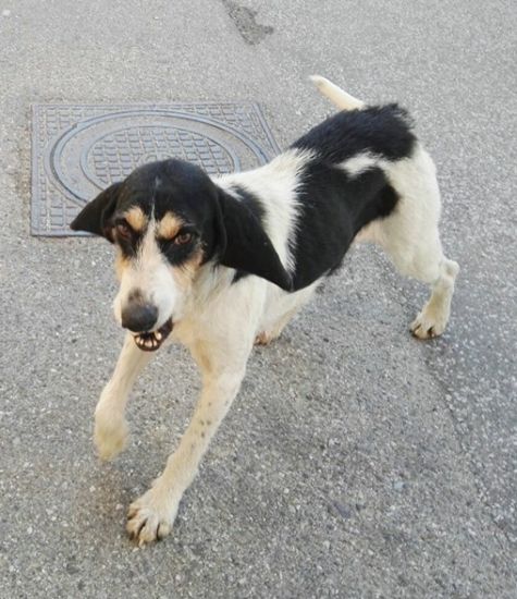 Lulù