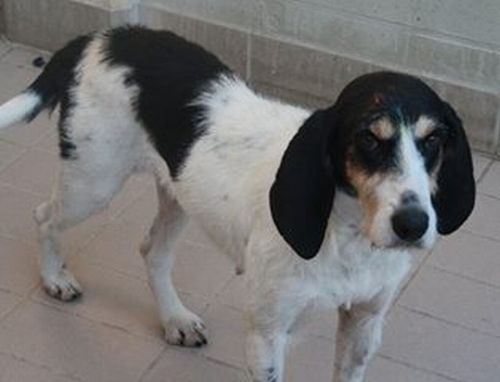 Lulù