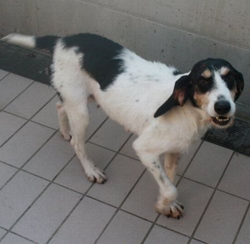 Lulù