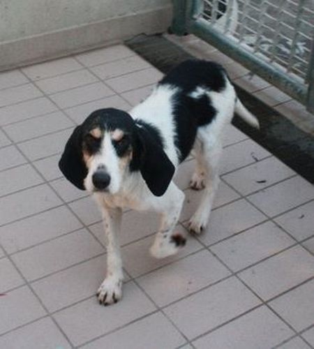 Lulù