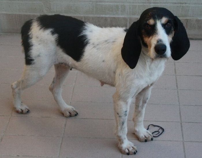 Lulù