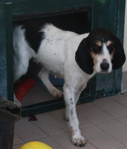 Lulù