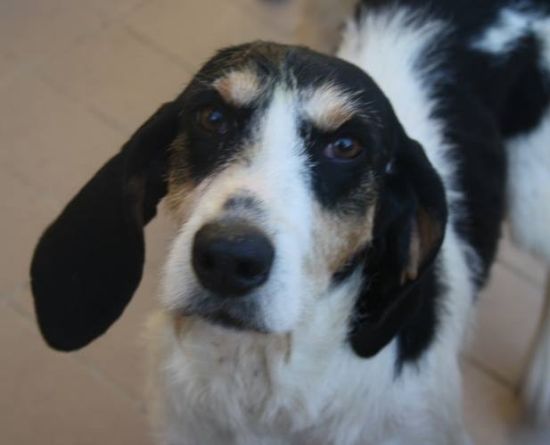 Lulù