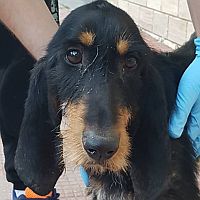 Macchia