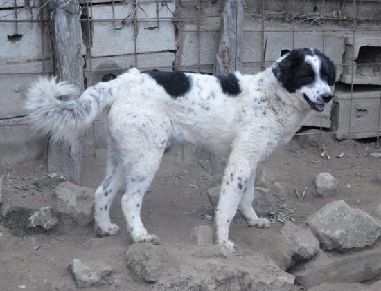 Max