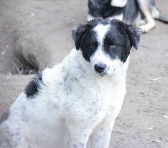 Max