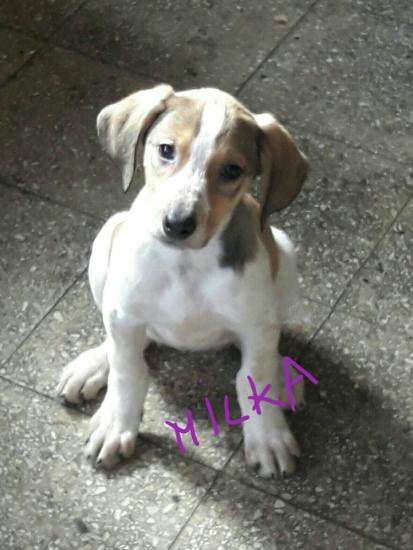 Milka