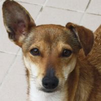 Milù