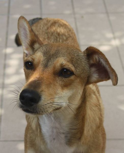 Milù