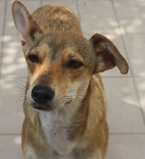 Milù