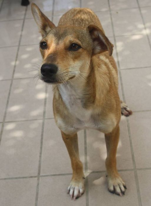 Milù