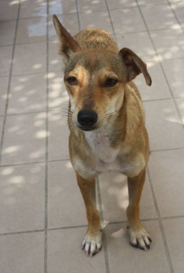 Milù