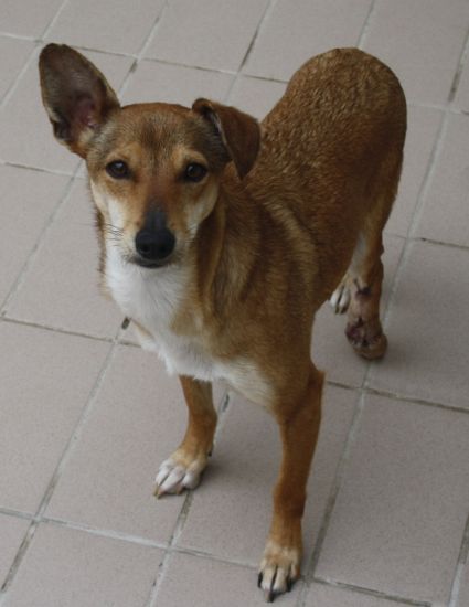 Milù