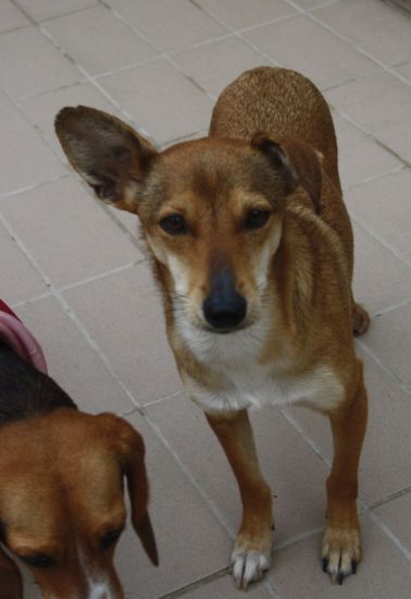 Milù