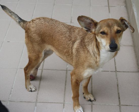 Milù