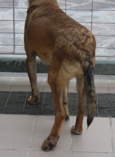 Milù