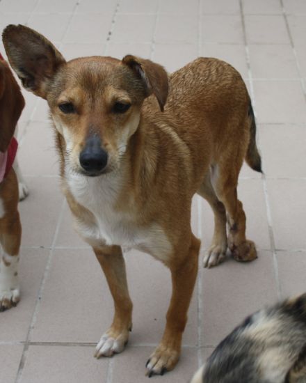 Milù