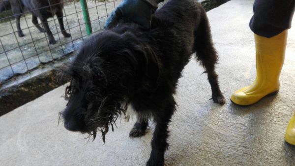 Nerone