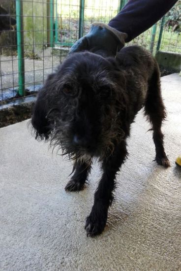 Nerone