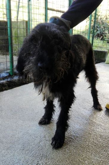 Nerone