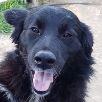 Nerone