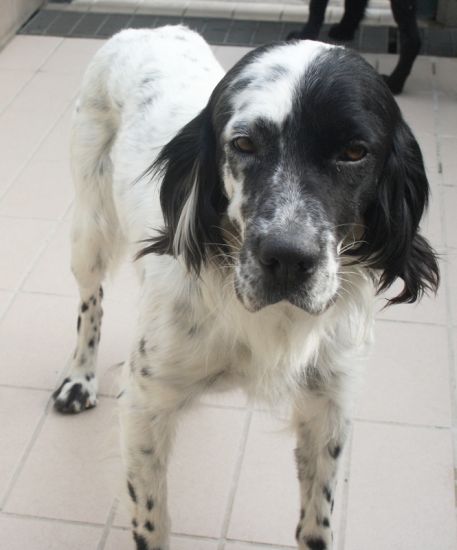 Otto