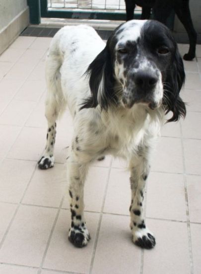 Otto