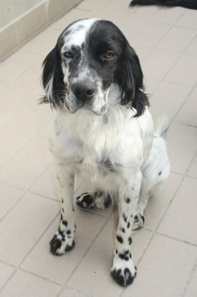 Otto