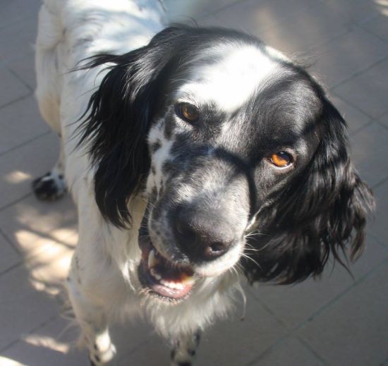 Otto