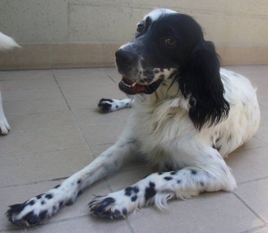 Otto