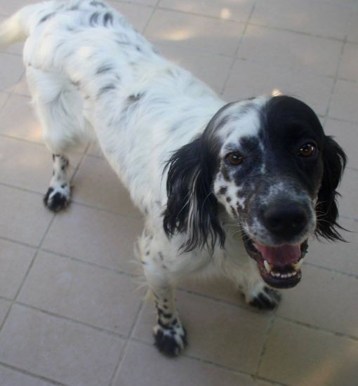 Otto