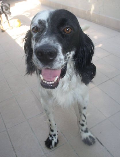 Otto