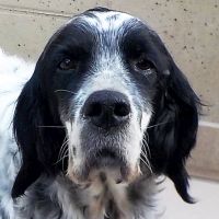 Paloma