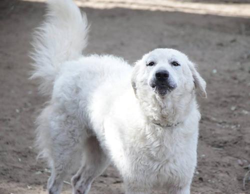 Pecorella