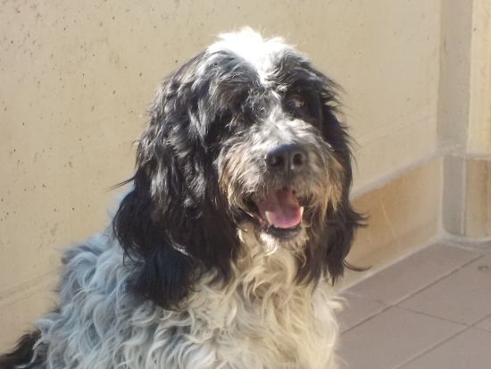 Snoopy