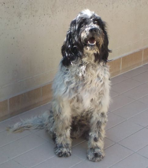 Snoopy