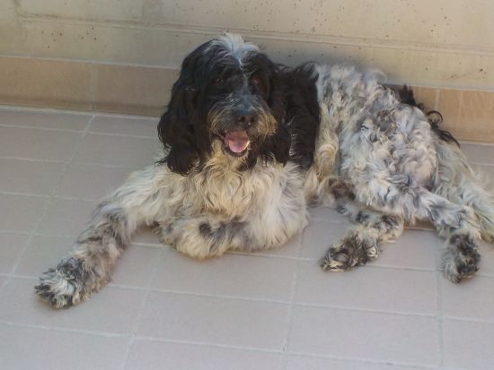 Snoopy