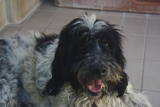 Snoopy