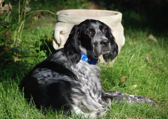 Stella