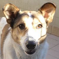 Sweety