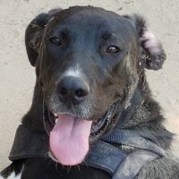Tayson