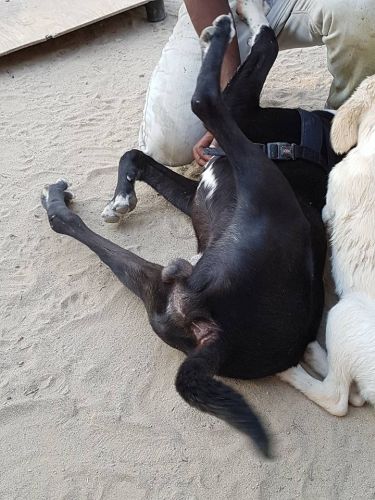 Tayson