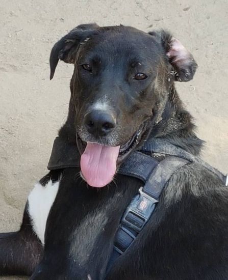 Tayson