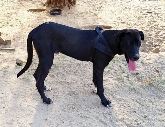 Tayson