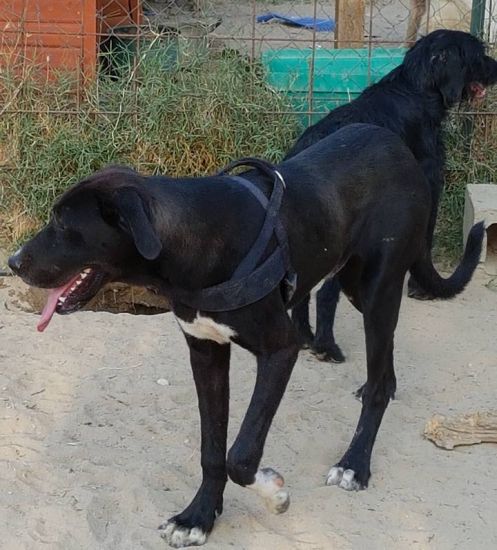 Tayson