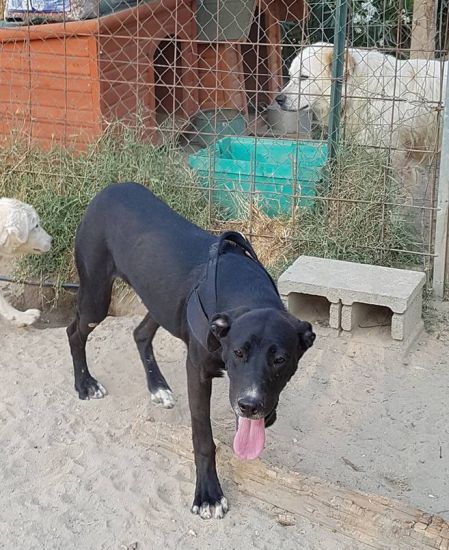 Tayson